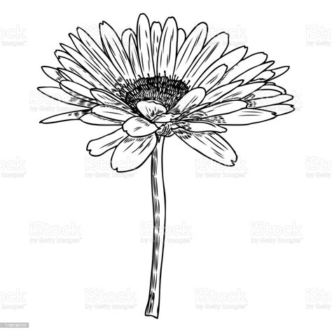 Drawing Daisy Flower Floral Hand Drawn Botanical Element Illustration