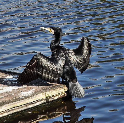 Cormorant River Dee Chester Alan Ward Wirral Flickr