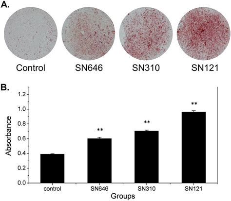 Sns Effects On Mineralization Of Mc T E Cells A Alizarin Red