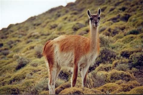 Guanaco - Alchetron, The Free Social Encyclopedia