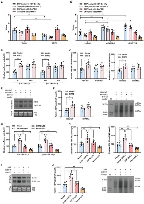 Frontiers Sirt Promotes Hbv Transcription And Replication By