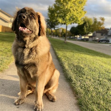 Leonberger Golden Retriever Mix