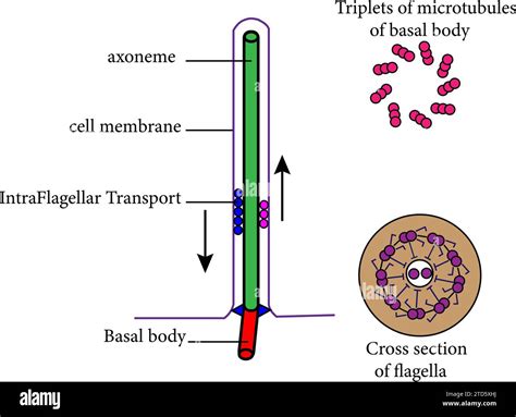 Diagram of Eukaryotic flagella.Vector illustration Stock Vector Image ...