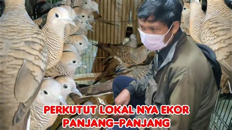 PERKUTUT LOKAL NYA EKOR PANJANG PANJANG DAPET KATURANGGAN ISTIMEWA