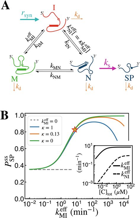 Moderate Activity Of Rna Chaperone Maximizes The Yield Of Self Spliced