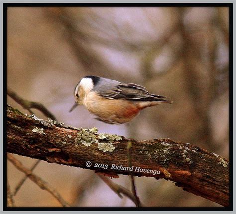 Walk With Father Nature: Photo Haiku - Bird Series 3