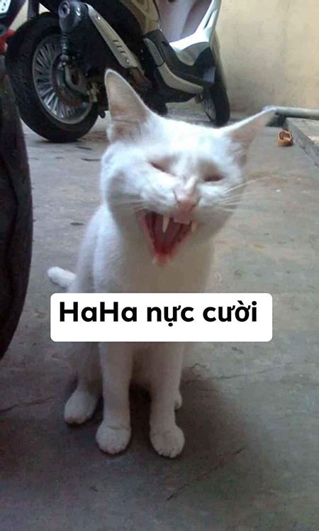 Ảnh Meme Cute Hài Hước Hình Vui Bá đạo Khó đỡ