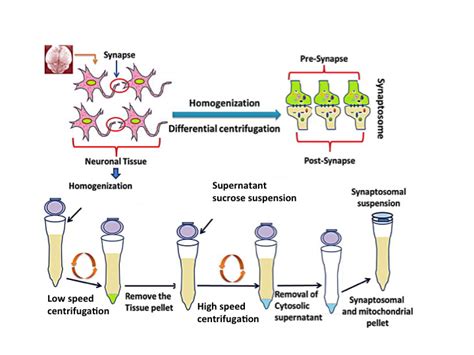 Subcellular Fractionation