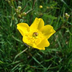 Pflanzen Aus Der Familie Der Hahnenfu Gew Chse Ranunculaceae