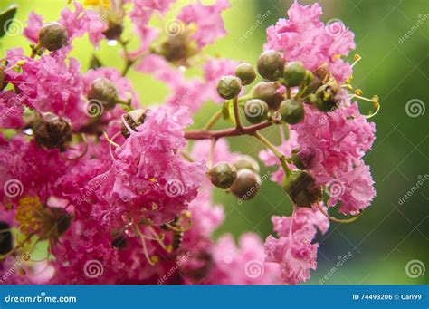 Chinese Redbud Flowers Closeup Stock Photo Image Of Beautiful Botany