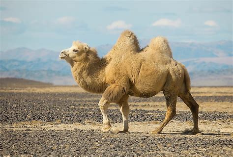 10 Interesting Facts About Camels Worldatlas