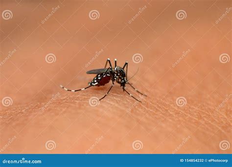 Mosquito De Tigre Asi Tico Albopictus Del Aedes Mahabaleshwar