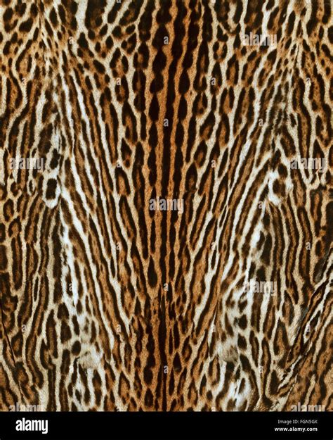 leopard fur coat Stock Photo - Alamy