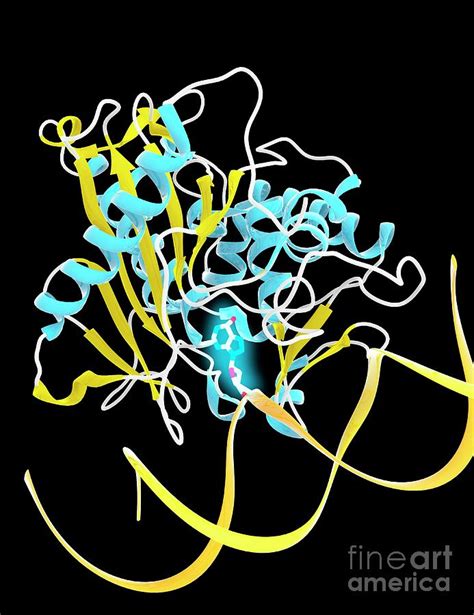 Adenine Base Editor Bound To Dna Strand Photograph by Ramon Andrade 3dciencia/science Photo ...