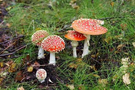 Red Amanita Muscaria Mushroom Aka Fly Agaric Photo Background And