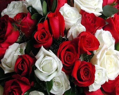 Красные розы и одна белая - фото и картинки: 65 штук
