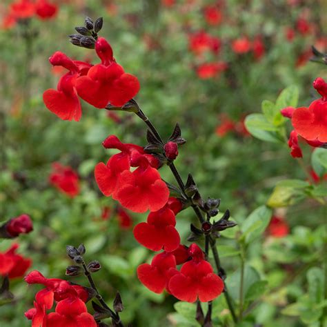 Buy Salvia Hardy Greggii Collection For Less With J Parker S