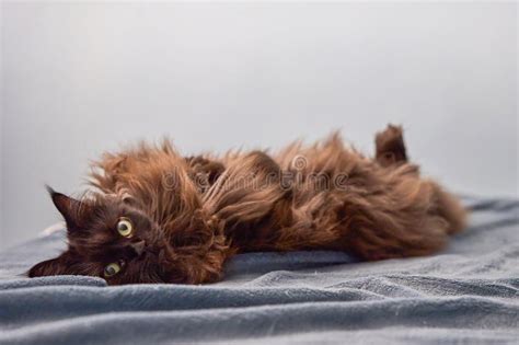 Brown Maine Coon Cat Sleeping On Bed Stock Image Image Of Looking