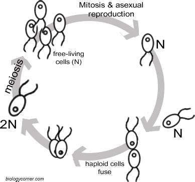 Meiosis (notes 10.1)