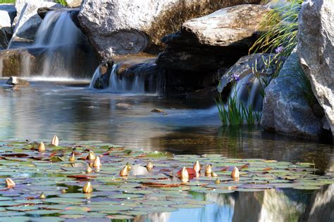 Custom Water Garden Design | Reflections Water Gardens