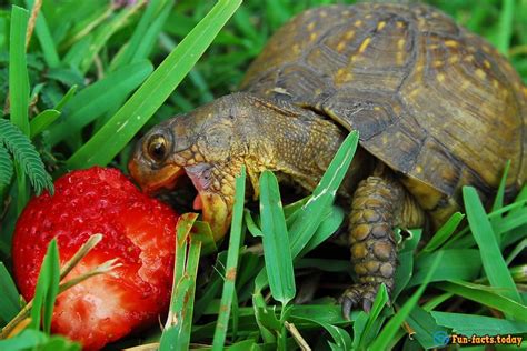 Interesting Facts About Turtles - stunningfun.com