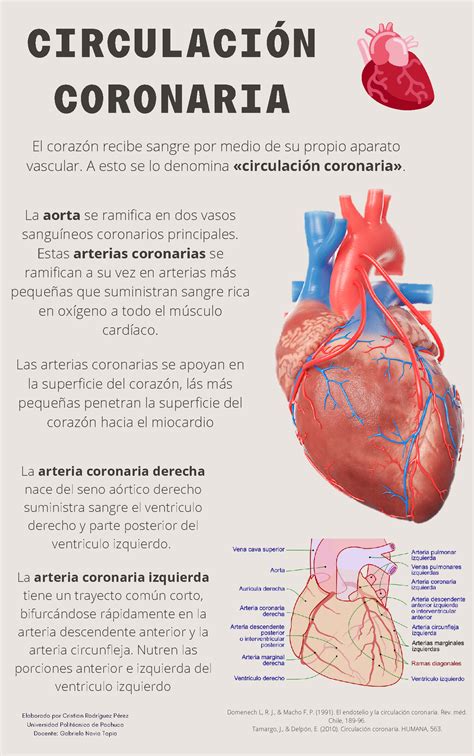 Infografia Circulaci N Coronaria Circulaci N Coronaria El Coraz N