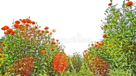 Marigold Sayapatri Flower Stock Photos - Free & Royalty-Free Stock ...