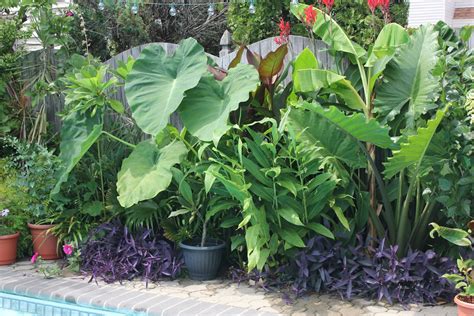 Tropical Gardening in New York City!: Pool Plants