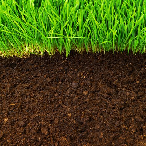 The Causes And Dangers Of Barren Soil