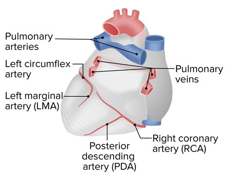 Heart: Anatomy | Concise Medical Knowledge