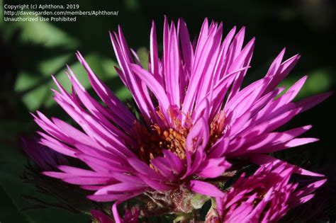 Plantfiles Pictures Symphyotrichum Michaelmas Daisy New England