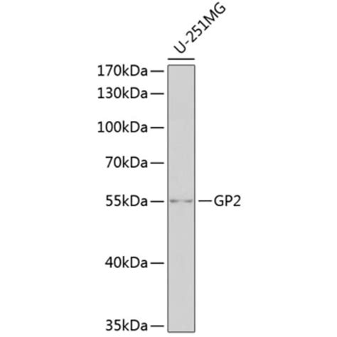 Anti Gp2 Antibody A11969