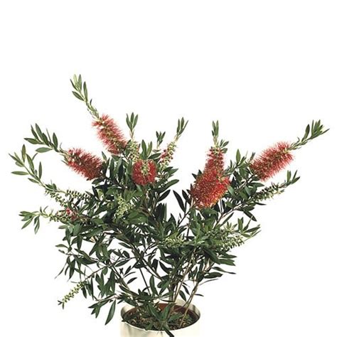 Callistemon Citrinus Plant 19cm Pot Outdoor Plants Online Uk