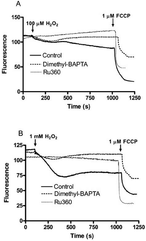 Effect Of Hydrogen Peroxide H 2 O 2 On Mitochondrial Membrane