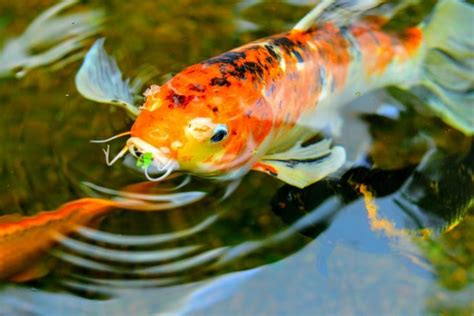 Koi Fish Happiness How To Tell If Your Koi Are Happy Nualgi Ponds