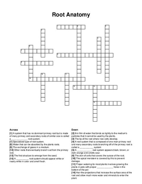 Root Anatomy Crossword Puzzle