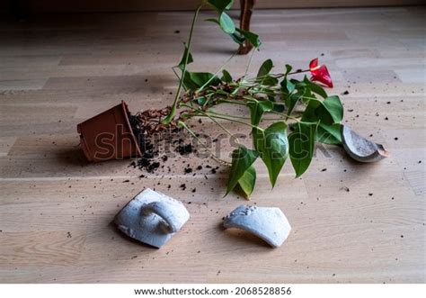 Broken Plant Pot Plant On Ground Stock Photo Shutterstock