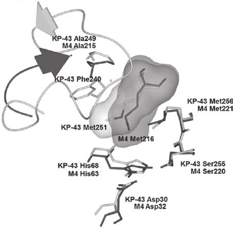 Structural Overlay Of The Stick Models Of KP 43 Subtilisin Like