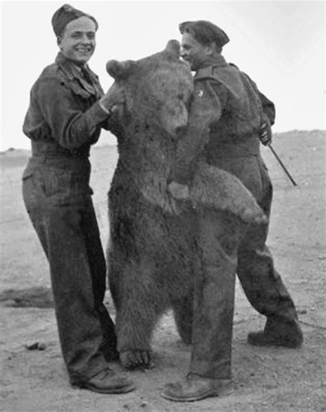 20 Images of Corporal Wojtek, the Polish Bear and Hero of WWII.