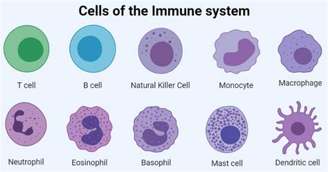 Cells of Immune System- Types and Examples