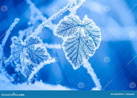 Blue Frosty Leaves In Winter Stock Photo Image Of Frozen Blurred