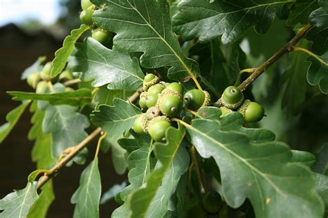 Portrait Du Ch Ne Sessile Quercus Petraea Mytree