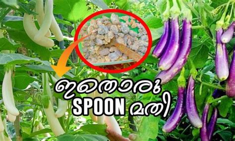 A Step By Step Guide For Brinjal Farming In India Home Pictures