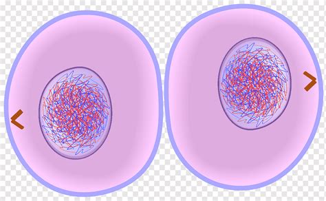 Mitosis Vs Cytokinesis