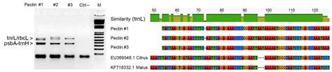 Diversity Free Full Text Dna Barcoding As A Molecular Tool To Track