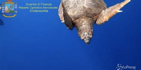 Civitavecchia Liberate In Mare 12 Tartarughe Caretta Caretta