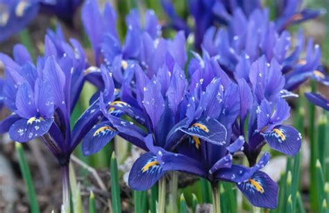 Quand Et Comment Diviser Les Iris Mondo Jardin