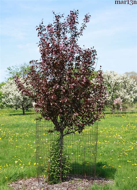 Perfect Purple Crabapple Malus Coppurple North American Insects