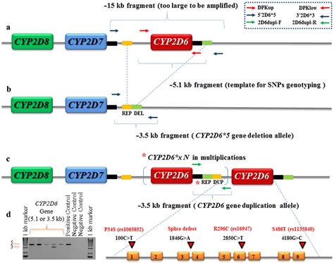 Real Time PCR Detection Of Common CYP2D6 Genetic Variants And Its