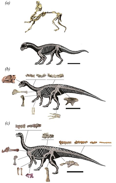 Early Jurassic Dinosaur Shifted From Four Legs To Two Legs As It Grew Up